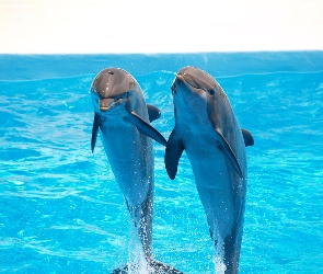 Delfiny, Skok, Dwa