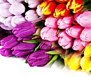 Naręcze, Tulipanów, Różnokolorowych