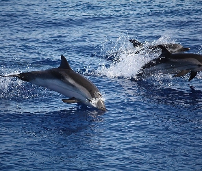 Delfiny, Morze
