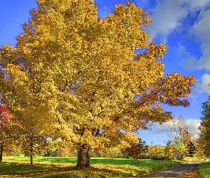 Droga, Drzewa, Jesień, Chmurki