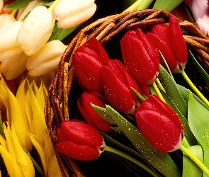Wiklinowy, Tulipany, Kolorowe, Kosz