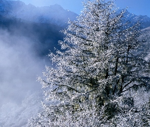 Góry, Zima, Chmury, Drzewa