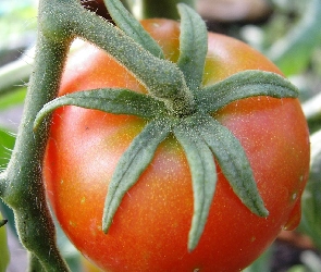 Gałązki, Pomidor