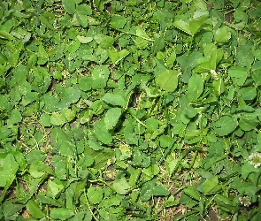 Zielone, Liście