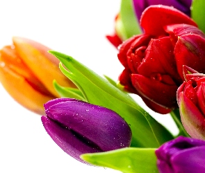 Wody, Krople, Kolorowe, Tulipany