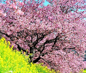 Drzewo, Kwiatki, Kwitnące