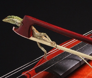 Anolis zielony, Jaszczurka