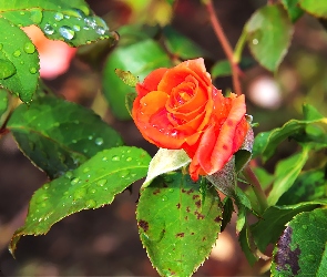 Róża, Deszczu, Krople, Pąk
