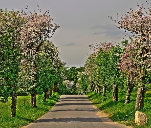 Łąki, Drzew, Aleja, Kwitnących