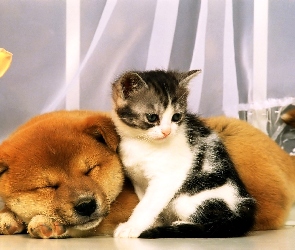Pies, Kotek, Śpiący