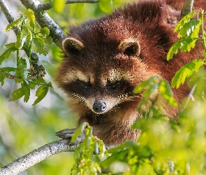 Szop, Gałęzie, Liście