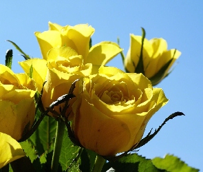 Żółte, Listki, Róże