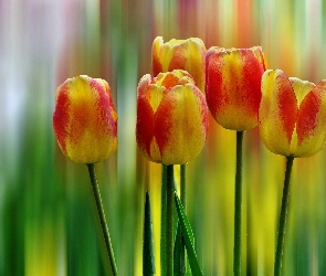 Tęczowe, Tło, Tulipany