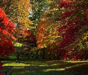 Park, Jesień, Ławka