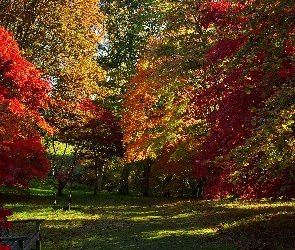 Ławka, Jesień, Park