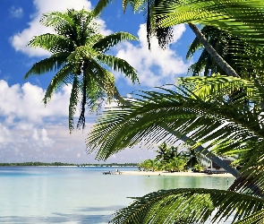 Obłoki, Palmy, Morze, Plaża
