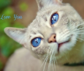 Oczy, Niebieskie, Biały, Kotek