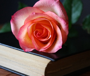 Różowa, Książka, Czarna, Róża