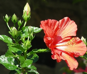 Pąki, Liście, Hibiskus