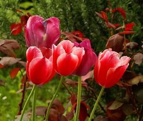 Tulipany, Listki, Czerwone