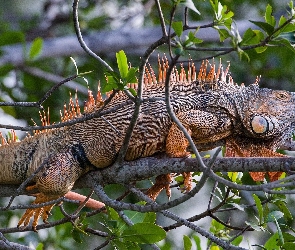 Drzewo, Iguana