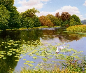 Trawy, Drzewa, Rzeka, Łabędzie