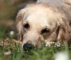 Trawa, Golden retriever, Biały, Pies