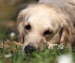 Biały, Trawa, Golden retriever, Pies