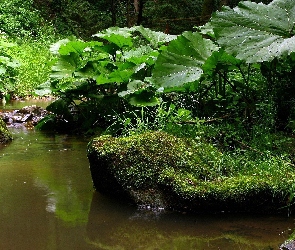 Zieleń, Kamienie, Las, Rzeczka