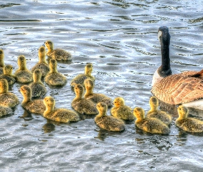 Woda, Młode, Mama, Gąska