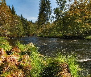 Rośliny, Kamienie, Las, Rzeka