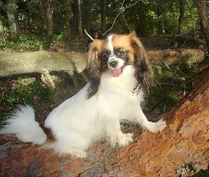 Spaniel kontynentalny miniaturowy Phalene, drzewo