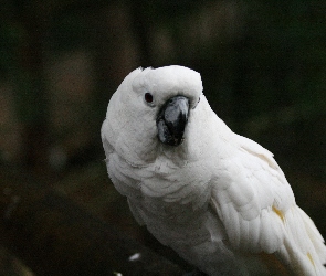 Papuga, Kakadu, Biała