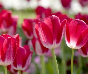 Różowe, Tulipany