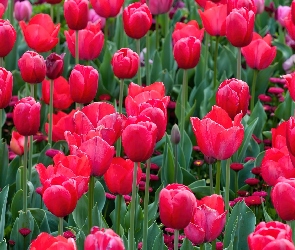 Czerwone, Tulipany