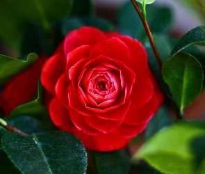 Czerwona, liście, Róża