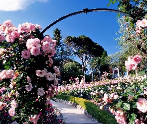 Park, Światło, Różany, Przebijające, Ogród