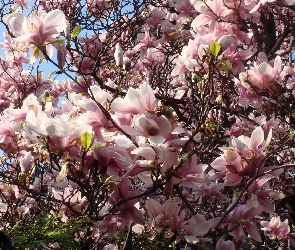 Magnolia, Kwiaty