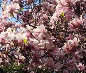 Kwiaty, Magnolia
