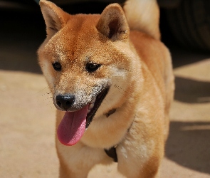 Shiba Inu, Język