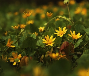 Żółte, Kwiaty, Ziarnopłon Wiosenny