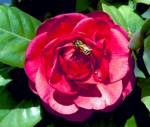 Czerwona, Pszczoła, Róża