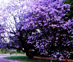 Park, Jacaranda, Kwitnąca