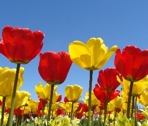 Żółte, Tulipany, Czerwone