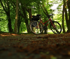 Park, Rower