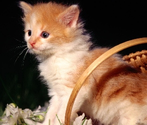 Rudy, Kotek