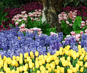 Różne, Tulipany, Żółte, Kwiatki, Ogród