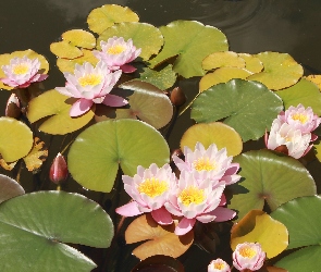 Lilia, Wodna