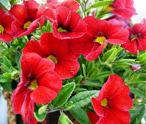 Petunia, Czerwona