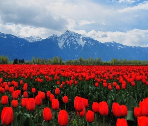 Czerwone, Góry, Tulipany